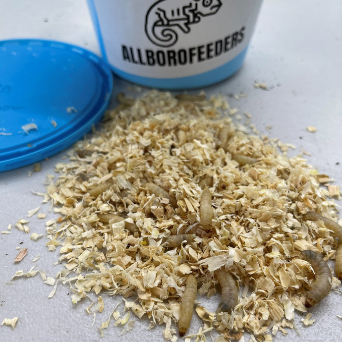 This Weeks Special- Waxworms 250 ct