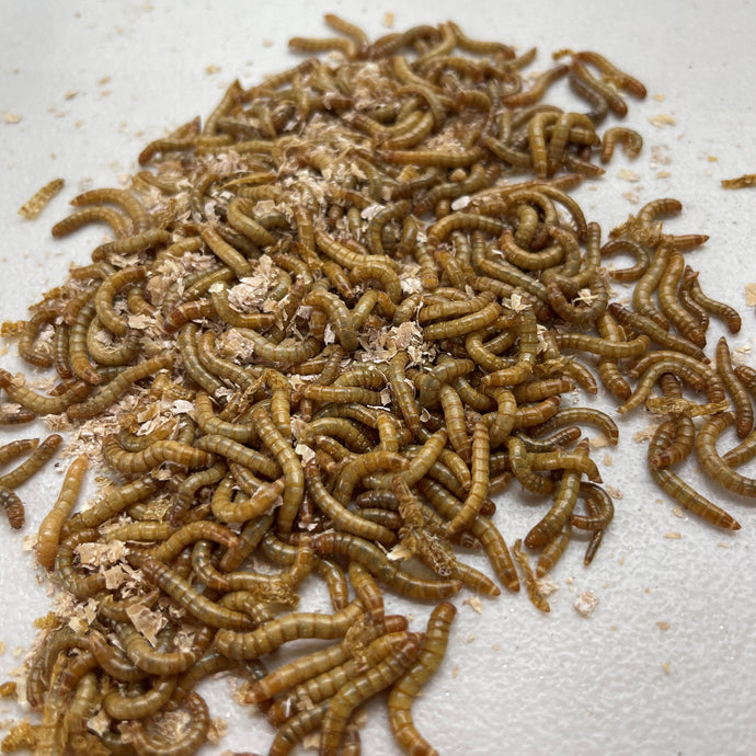 Mealworms (Cupped)